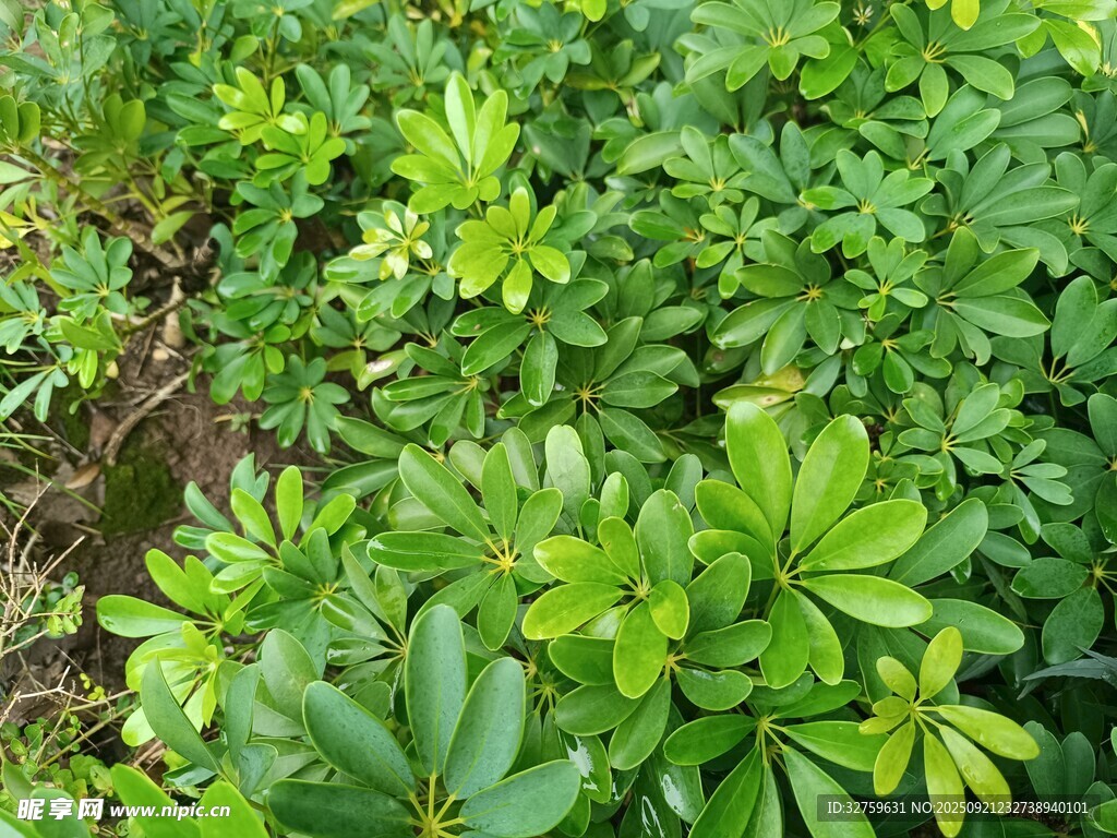 翠绿繁茂的户外绿植景观