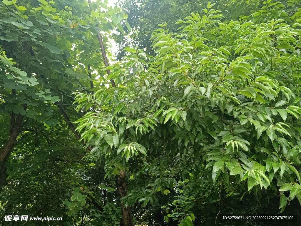 茂密葱郁的林间绿意