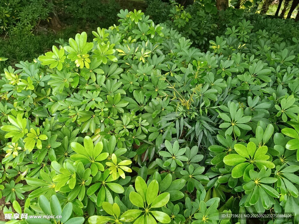 翠绿繁茂的绿植景观