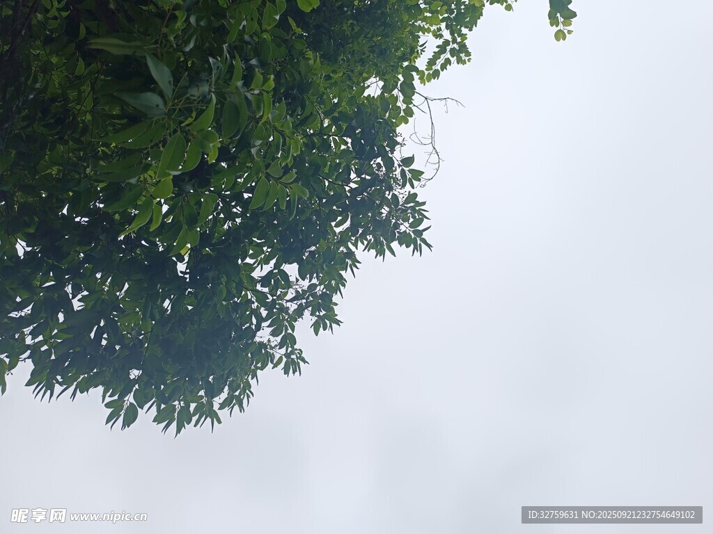 仰视枝叶间的朦胧天空