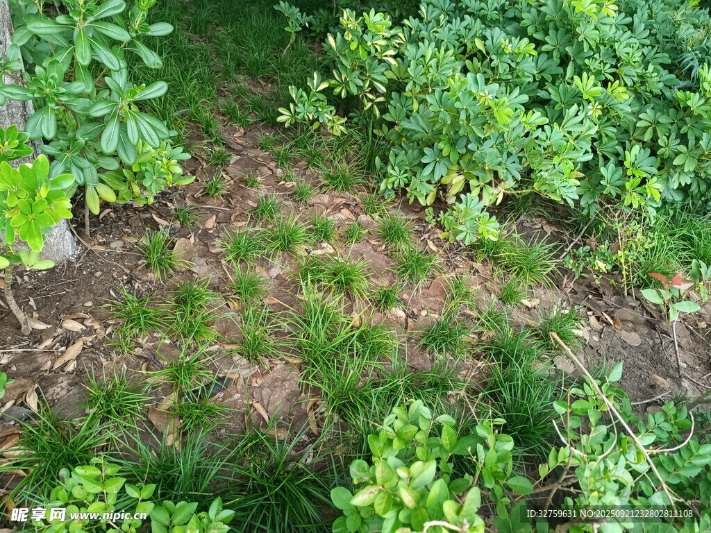 绿意盎然的地面植物景观