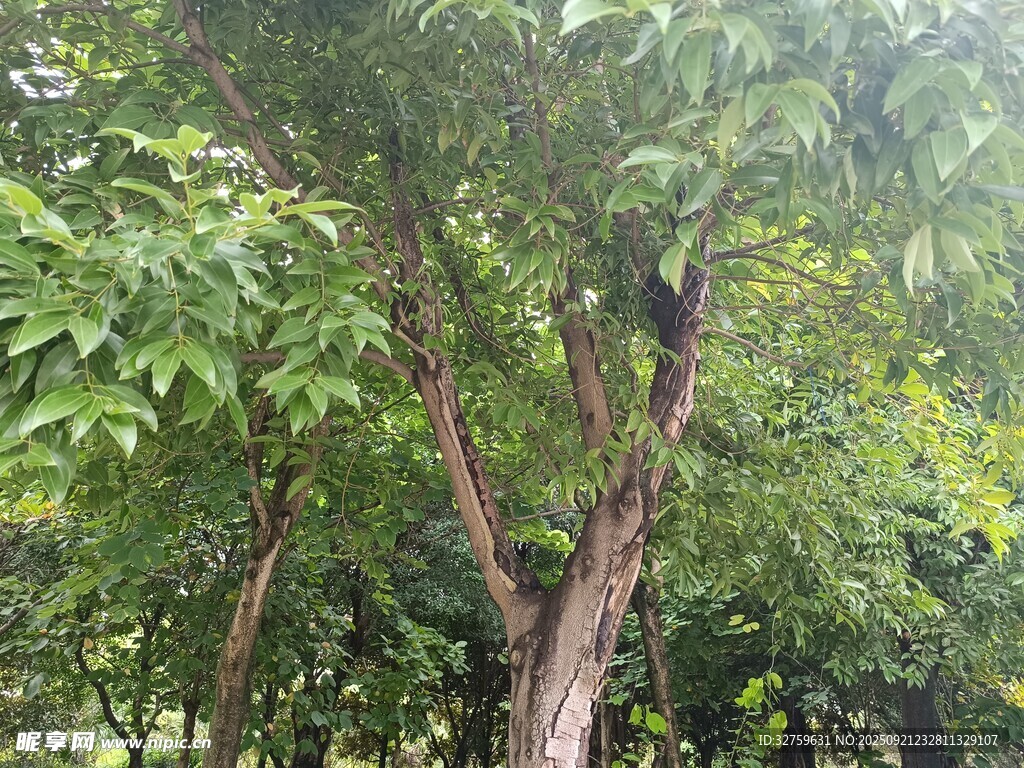 茂密树林中的粗壮树木