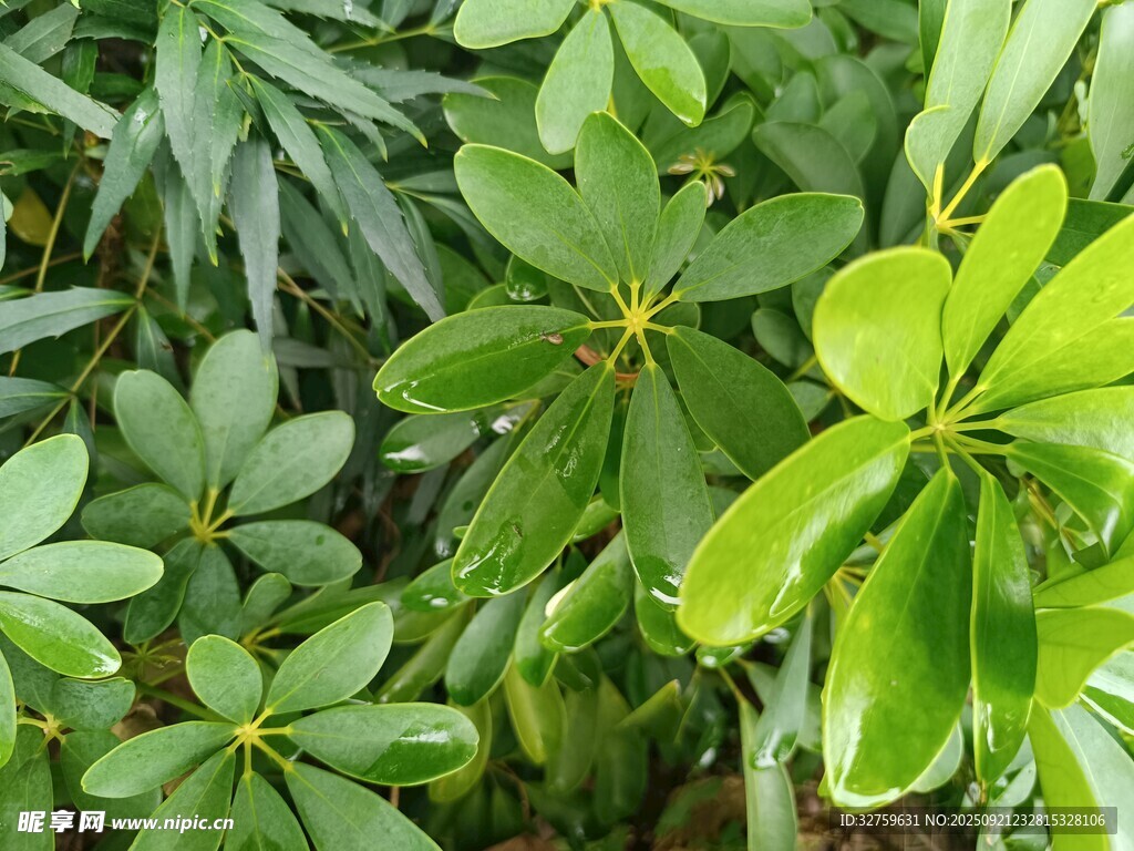 翠绿繁茂的掌状叶片植物