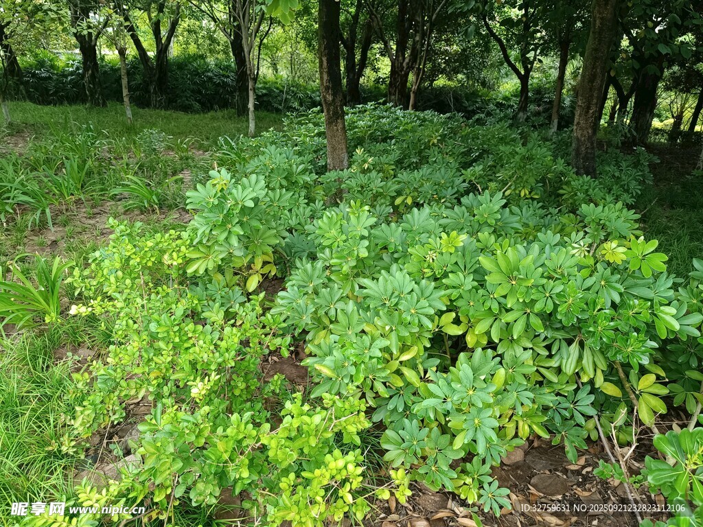 林间繁茂绿植景象
