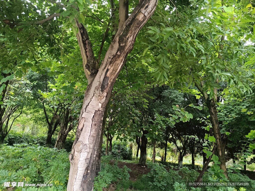 林间葱郁树木景观