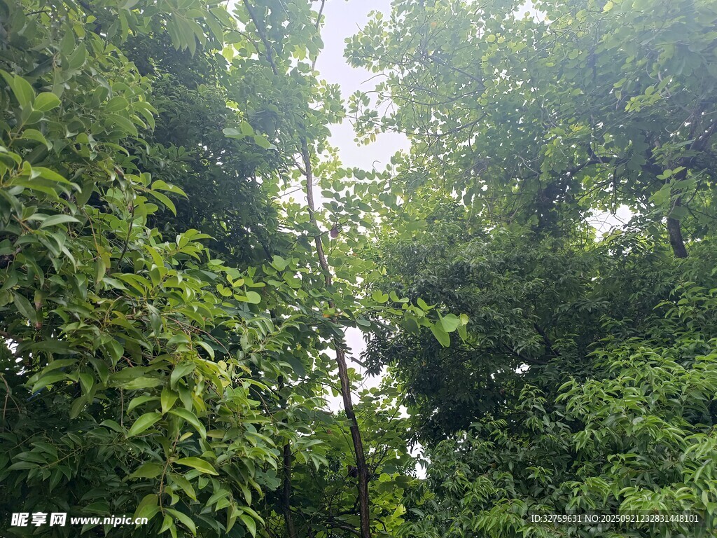 茂密丛林绿意盎然