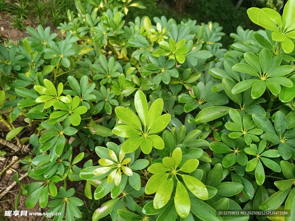 翠绿繁茂的低矮植物