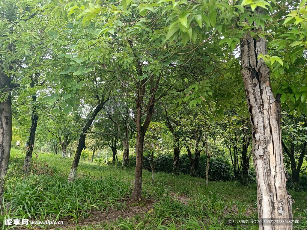 林间绿意盎然的清新景致