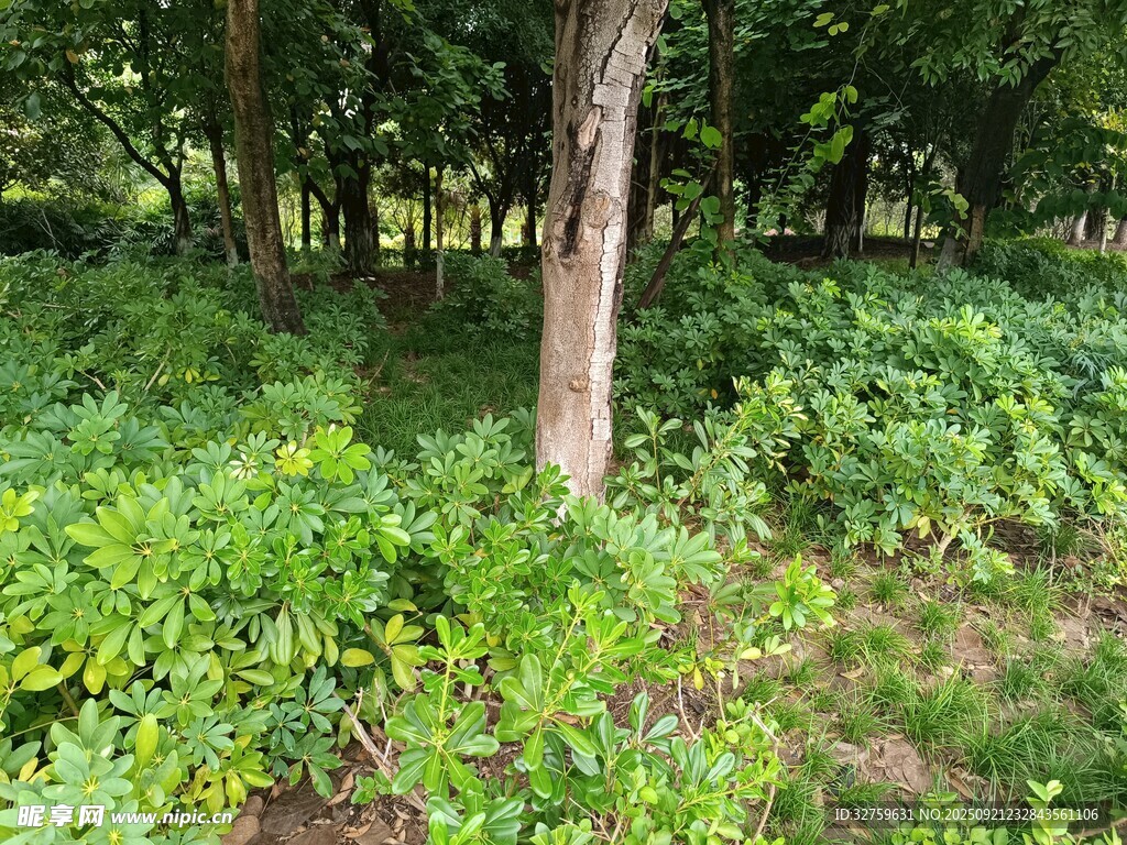 林间繁茂绿植景象