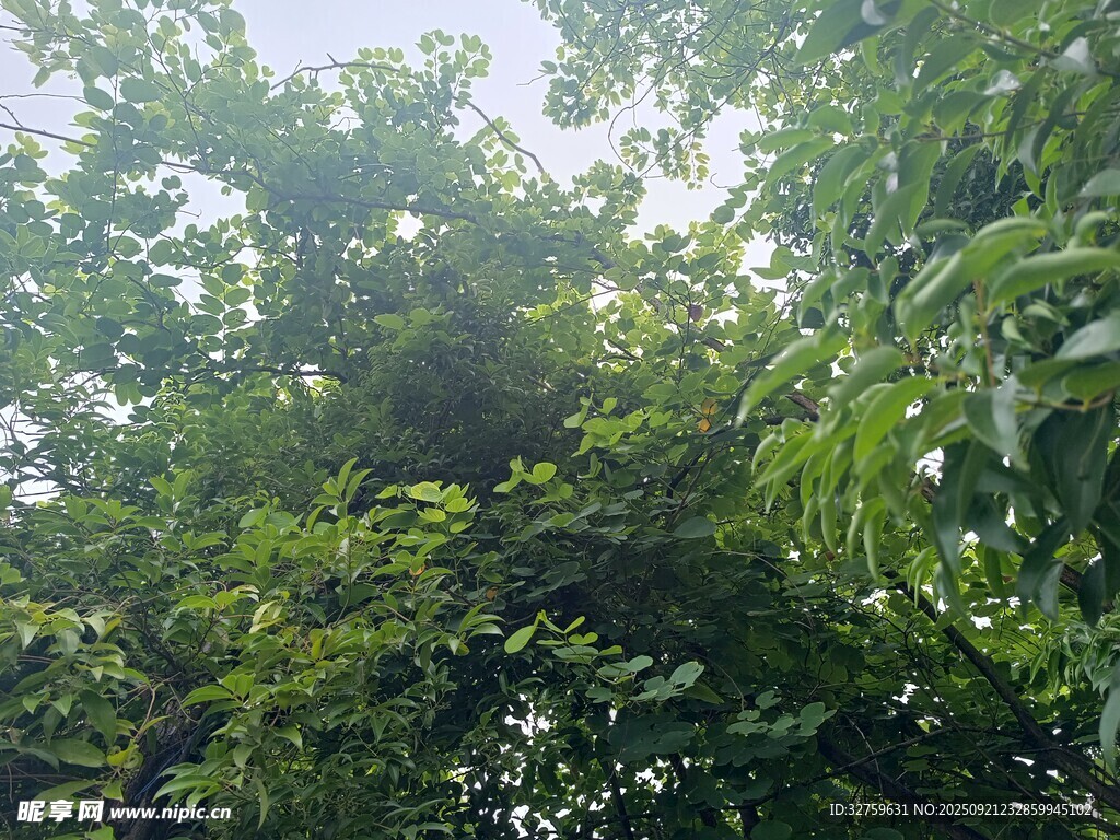 繁茂绿树间的自然景致