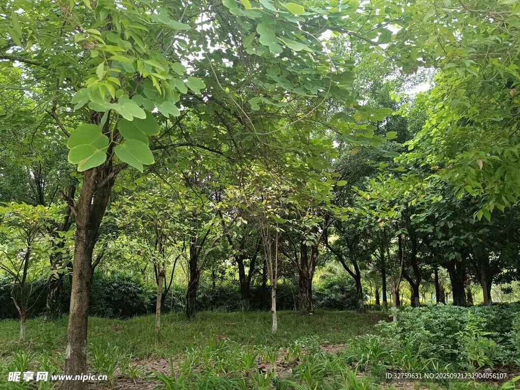 夏日葱郁树林景观