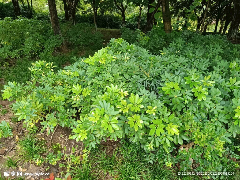 林间茂盛绿植景观