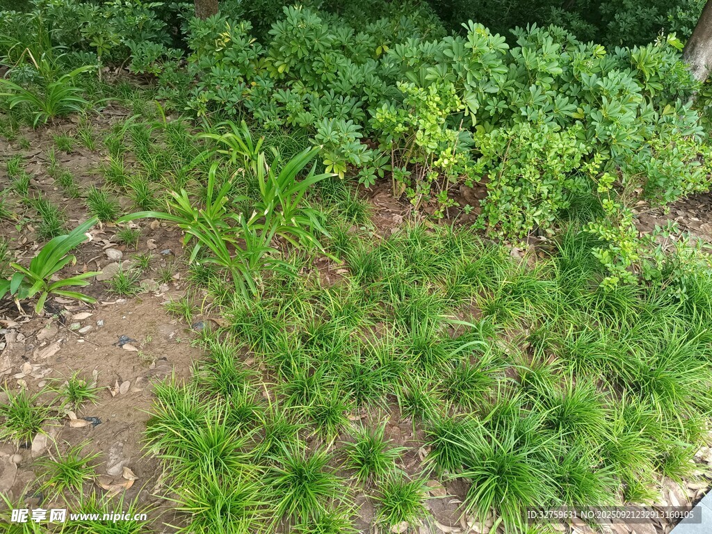 户外绿植景观