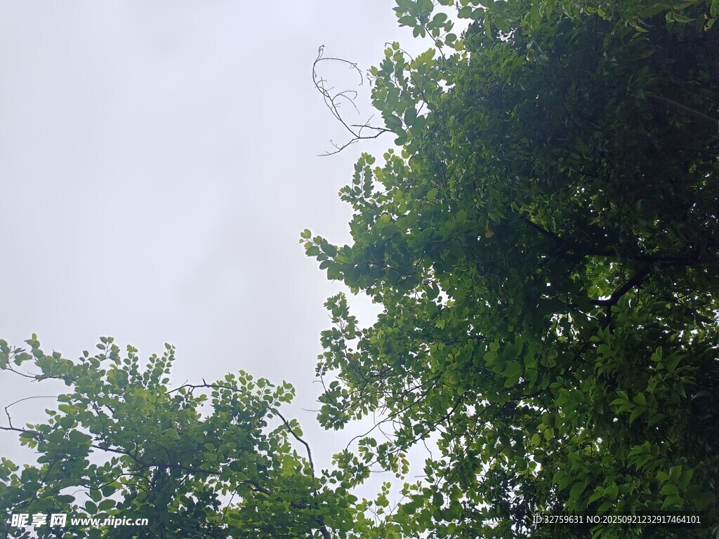 仰视绿树与天空