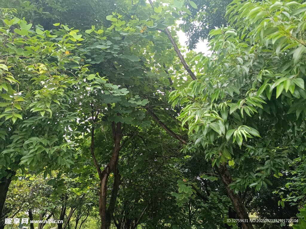 茂密丛林绿意盎然
