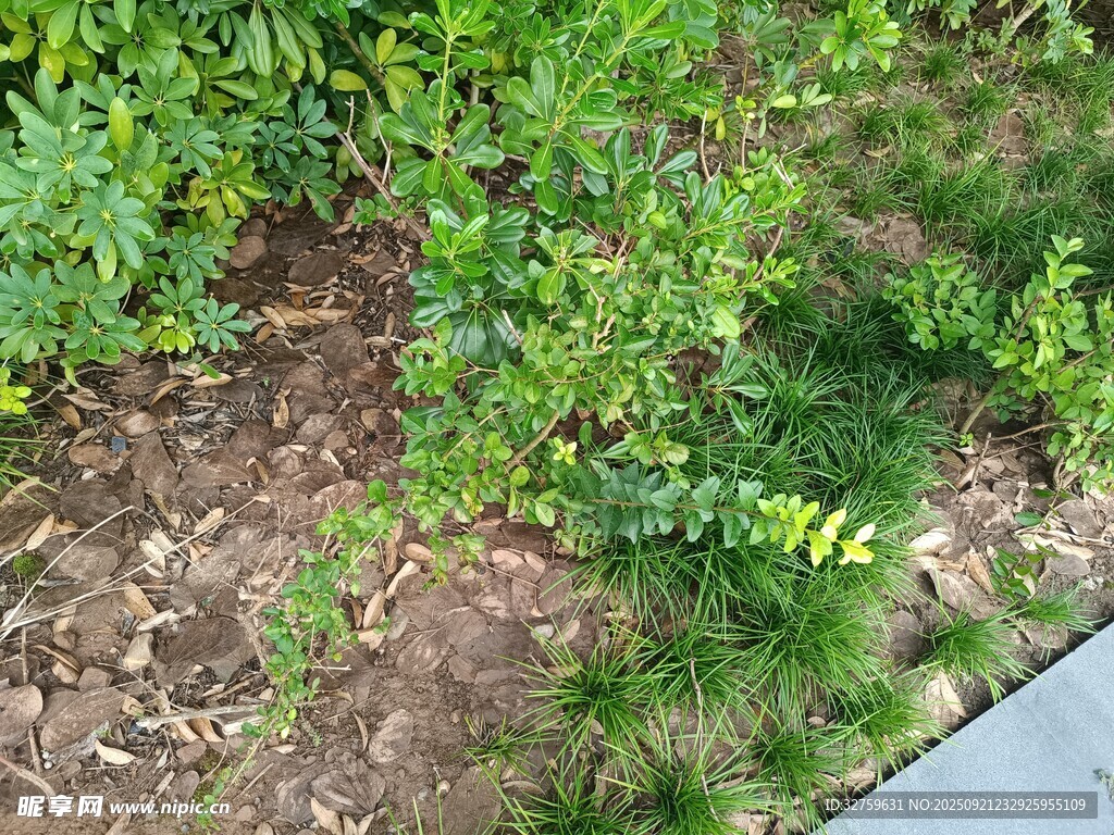 地面绿植与泥土景象