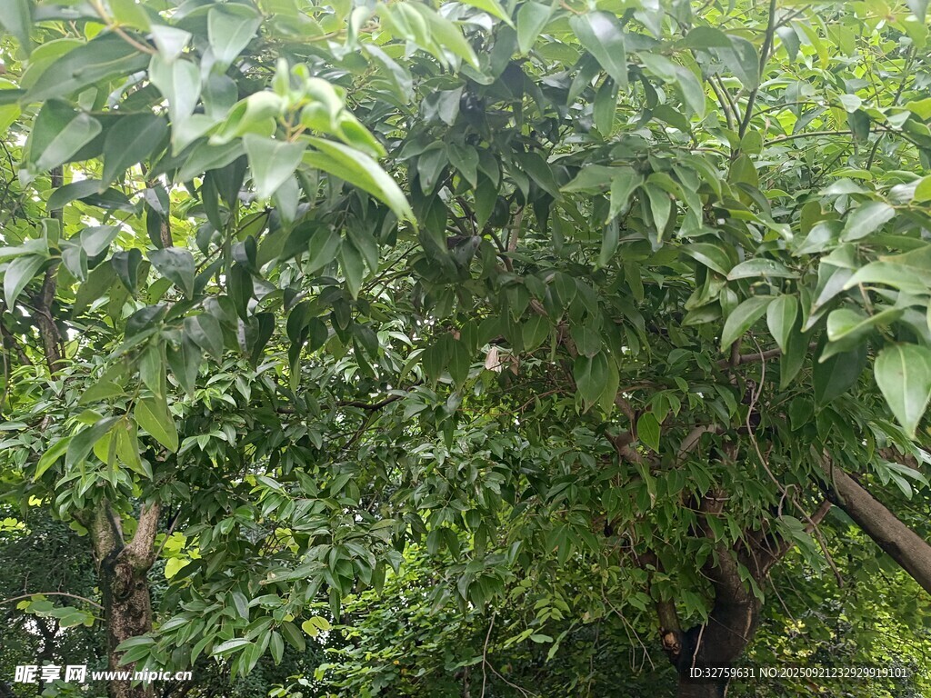 繁茂绿树 