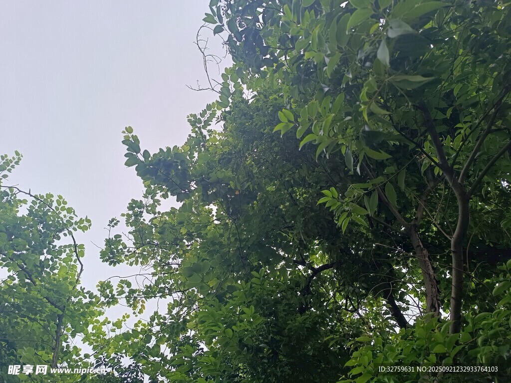 繁茂绿树 