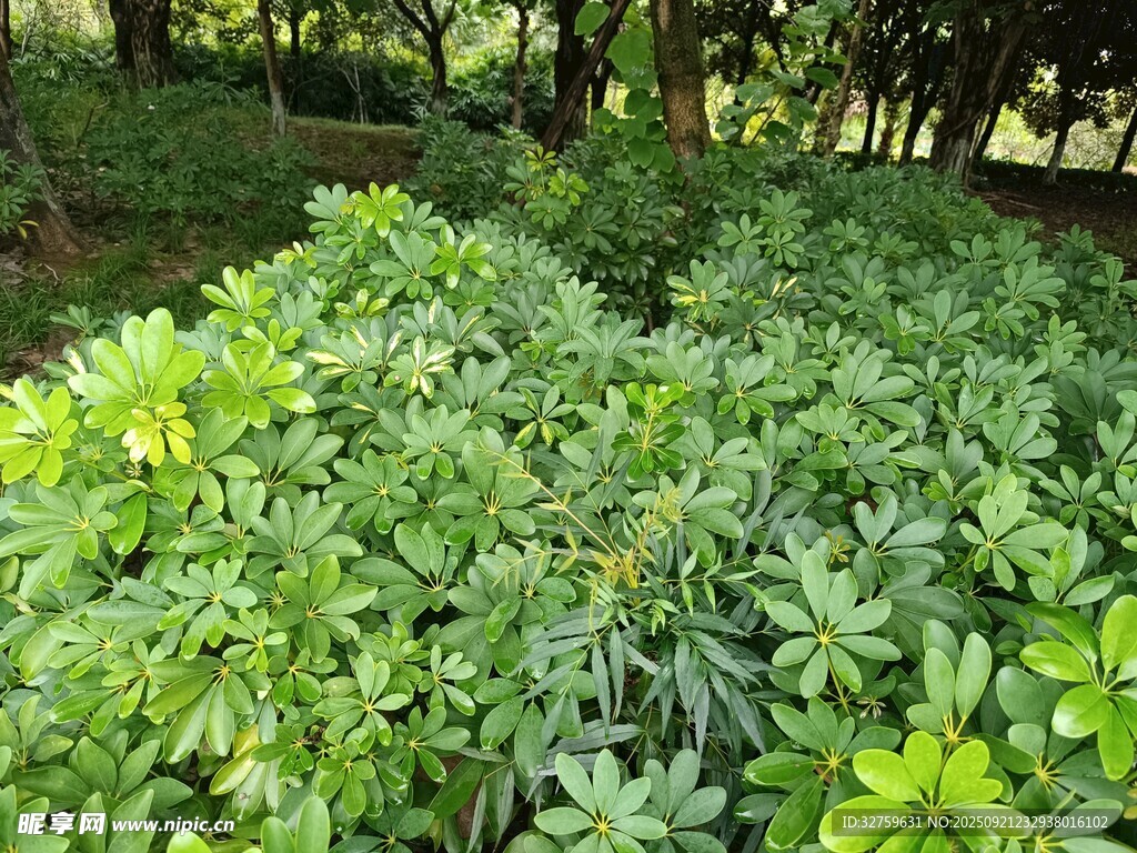绿叶繁茂的灌木丛