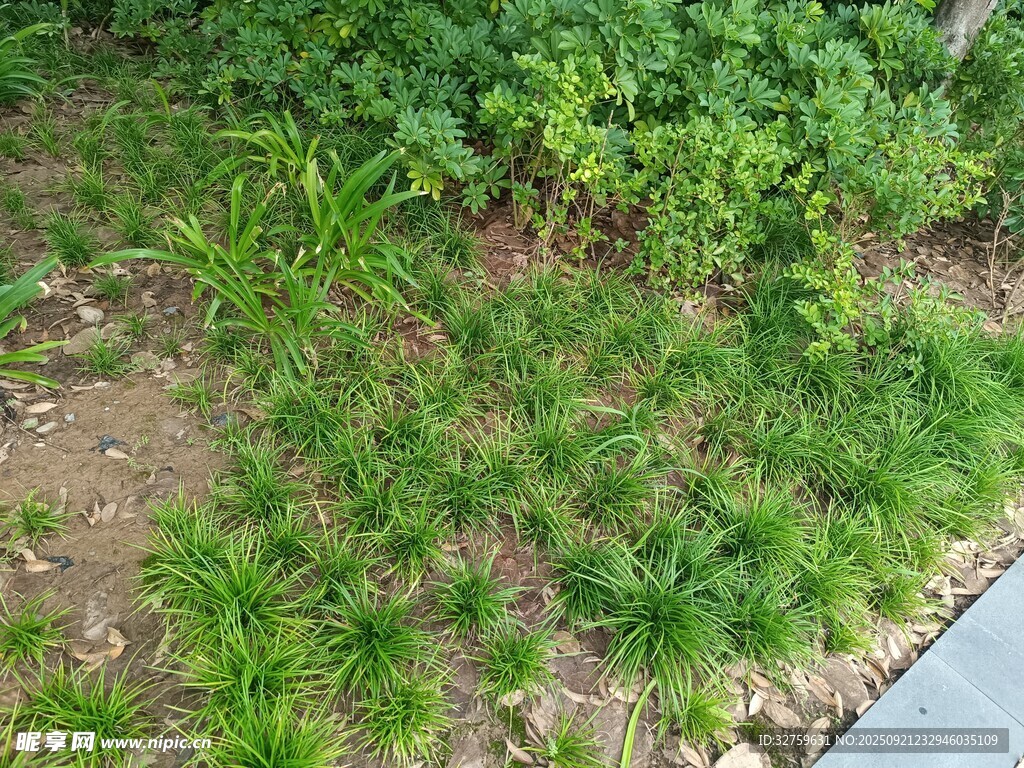 户外绿植景观一角