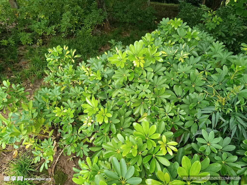 翠绿繁茂的灌木丛