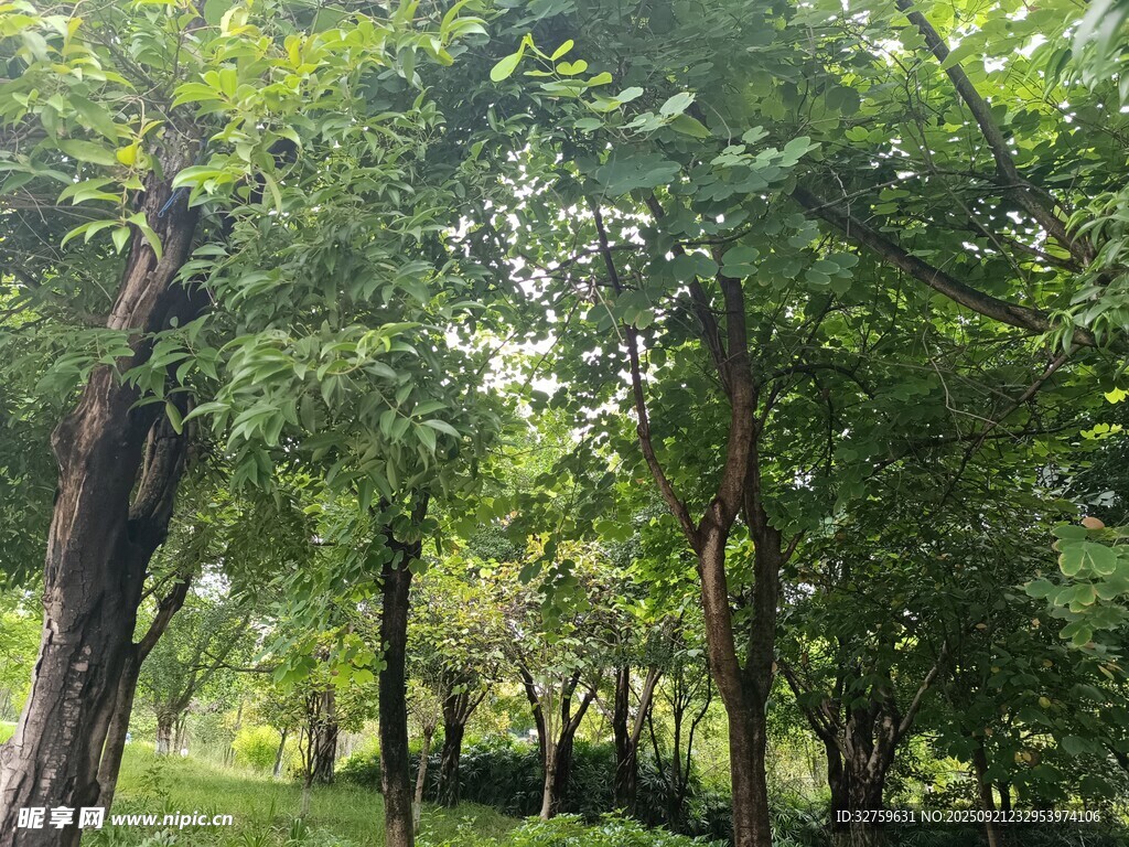 夏日葱郁树林景观