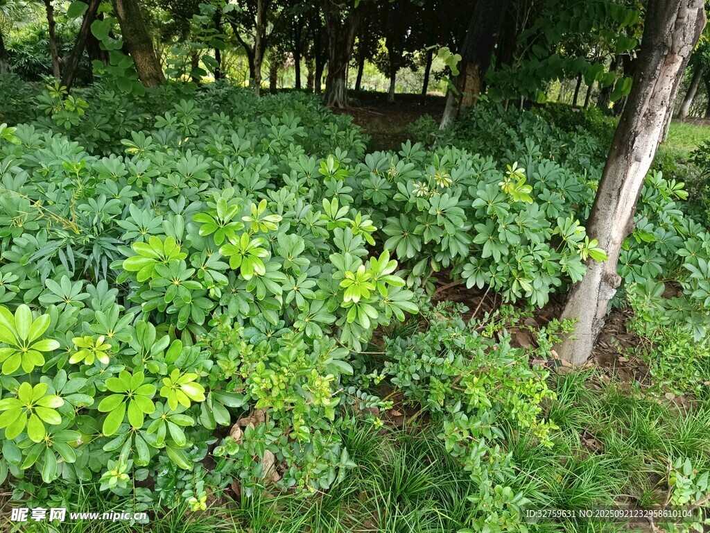 繁茂绿植