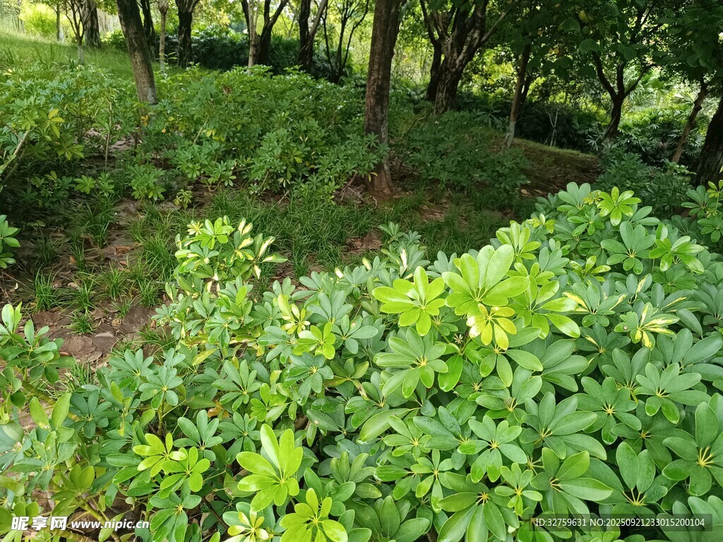 绿意盎然的繁茂植物景观
