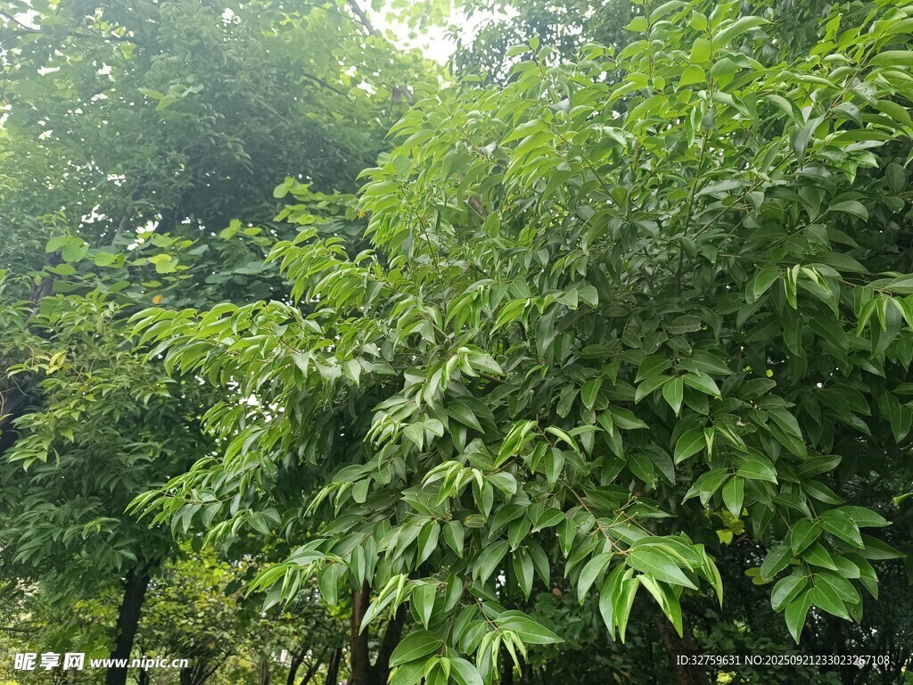 茂密翠绿的林间植物