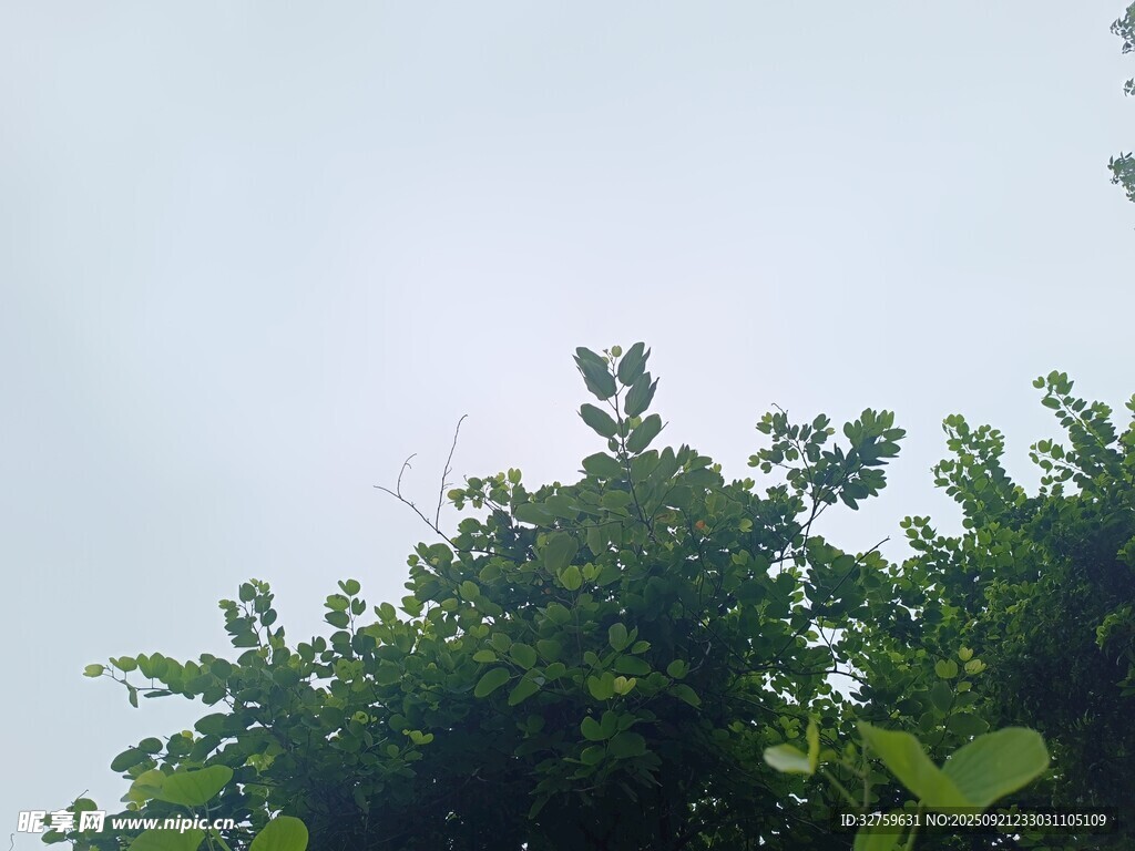 仰视绿树与天空景象