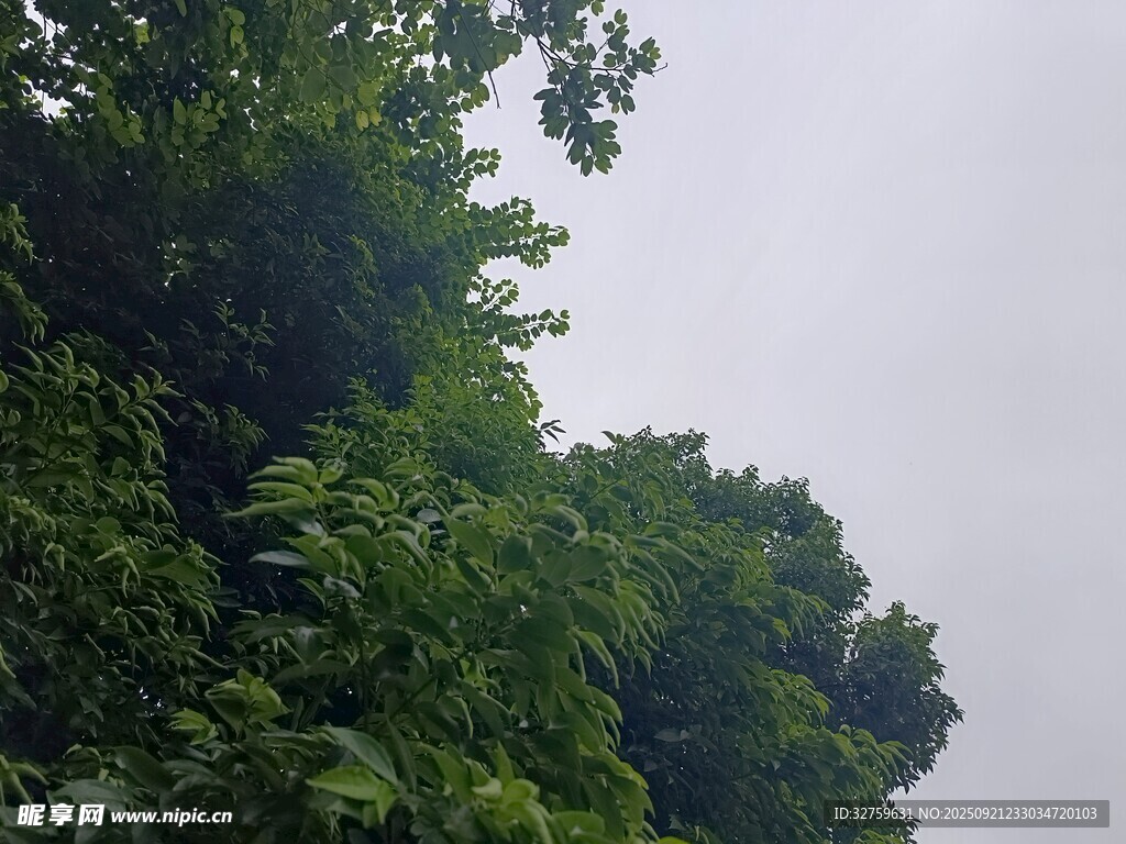繁茂绿树 