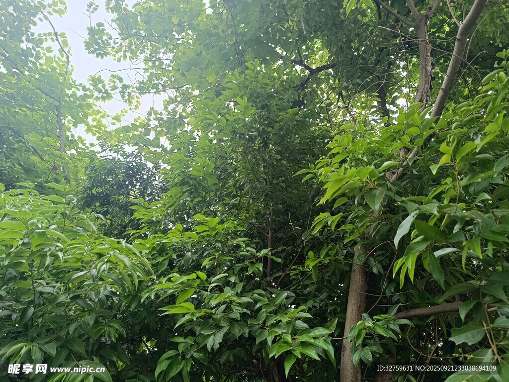 茂密丛林绿意盎然