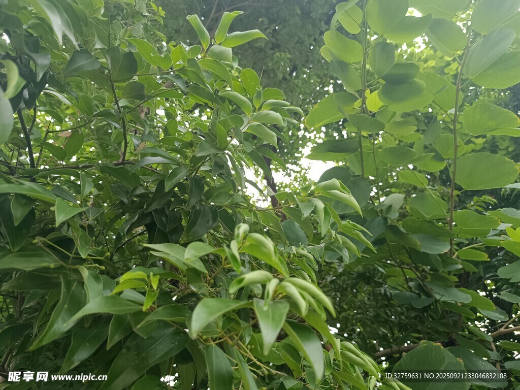 繁茂绿植景观
