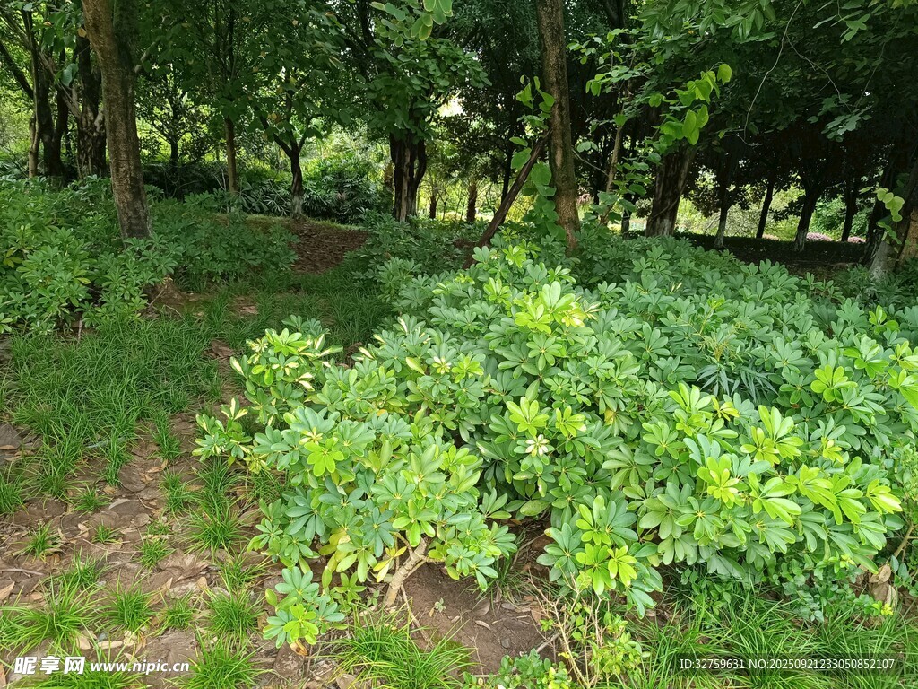 林间繁茂绿植景观