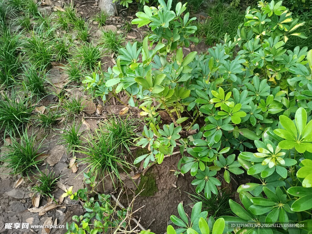 田间嫩绿植物生长景象