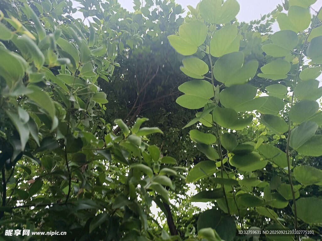 繁茂绿叶间的隐秘景象