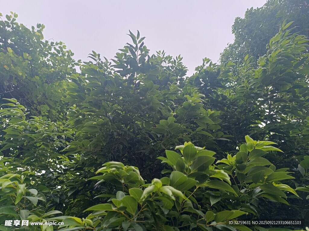 繁茂绿意盎然的树林景观