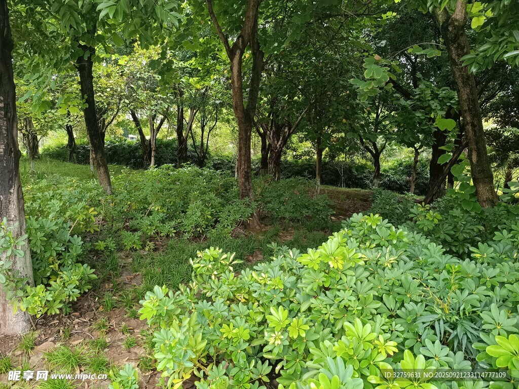 茂密森林中的绿植景观