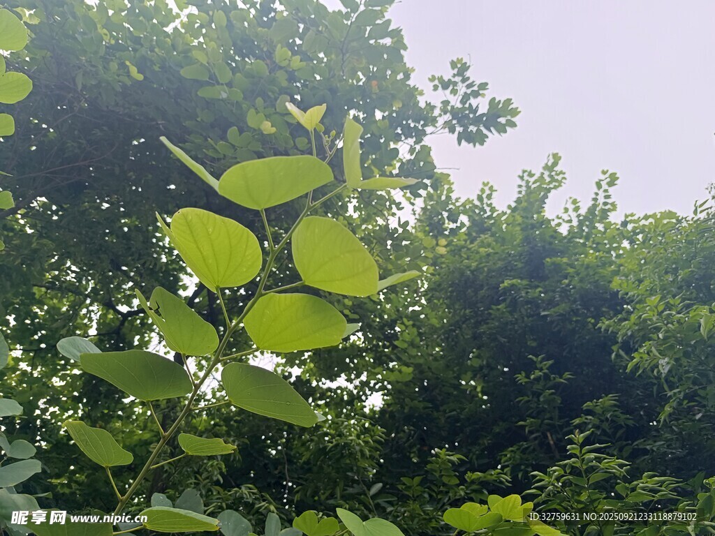 绿叶繁茂的树林景象