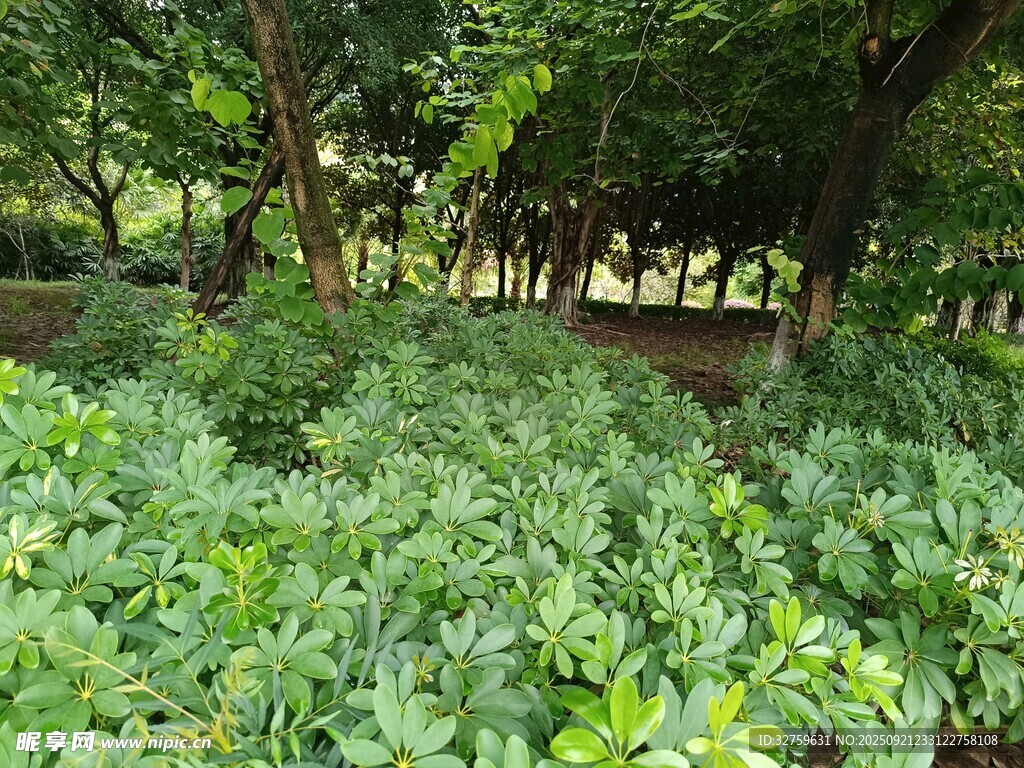 繁茂绿植环绕的林间景致