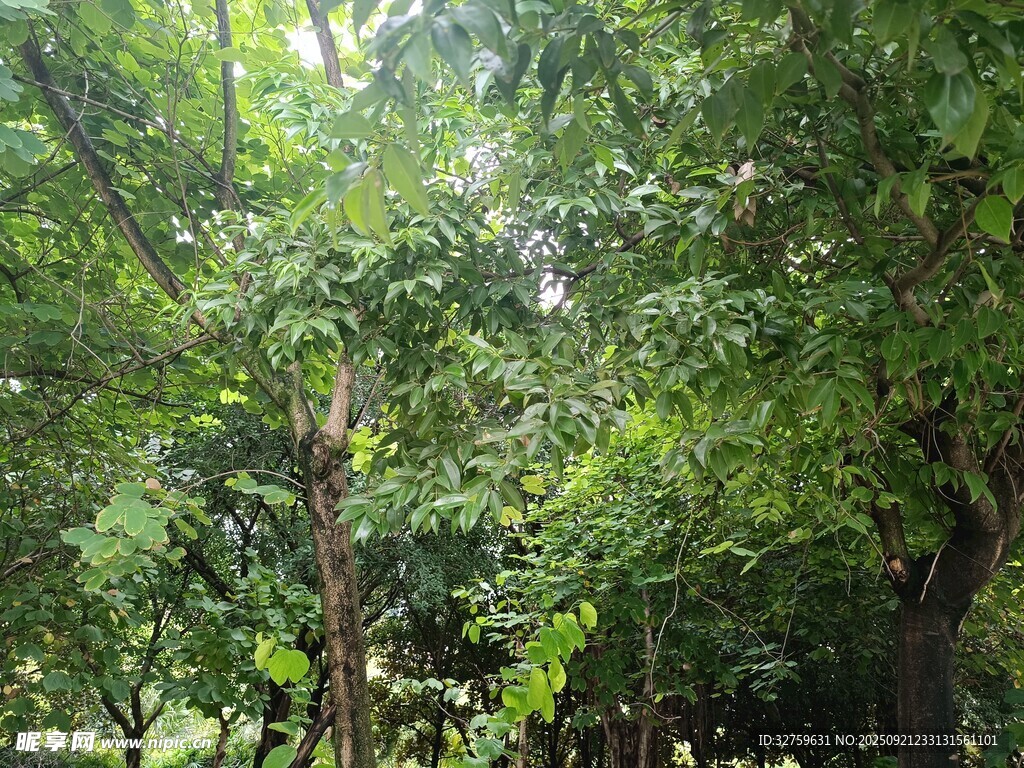 茂密绿意盎然的树林景观