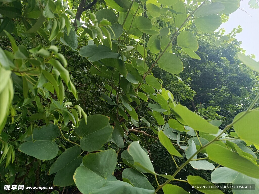 繁茂绿叶植物景观