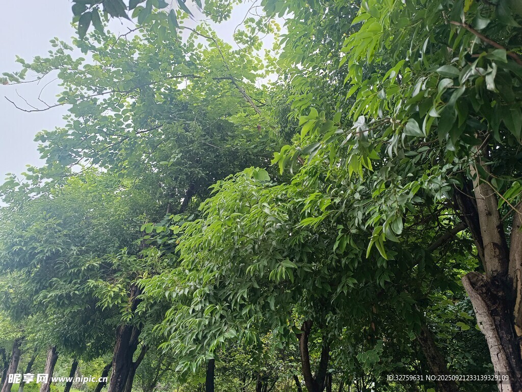 夏日林荫道绿意盎然