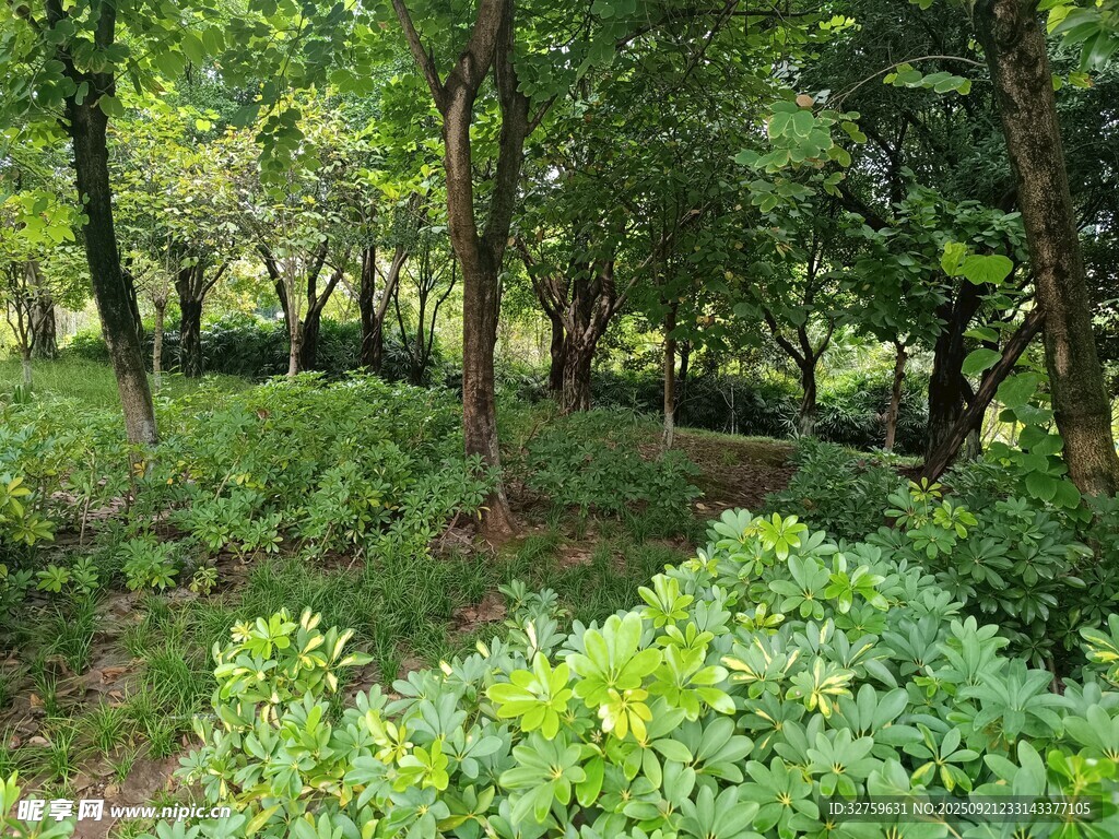 绿意盎然的森林景观