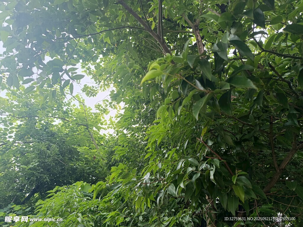 阳光洒落茂密绿植间