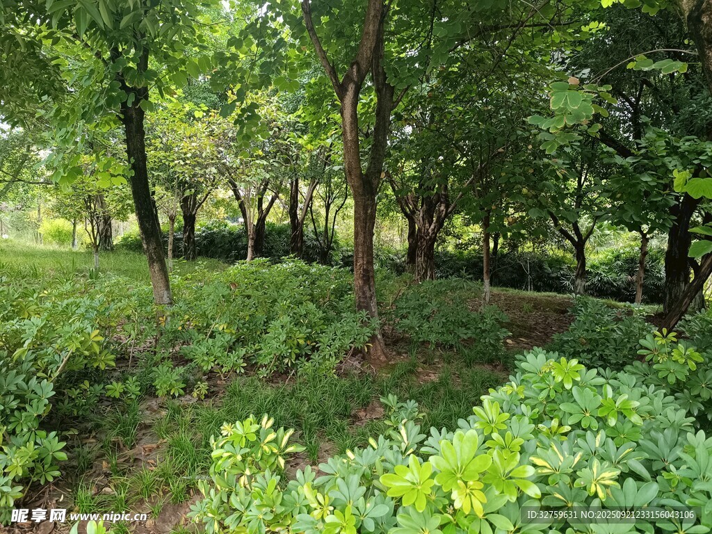 夏日繁茂树林绿意盎然