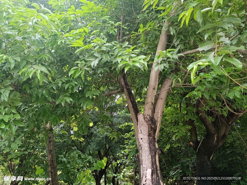 茂密树林中的挺拔树木