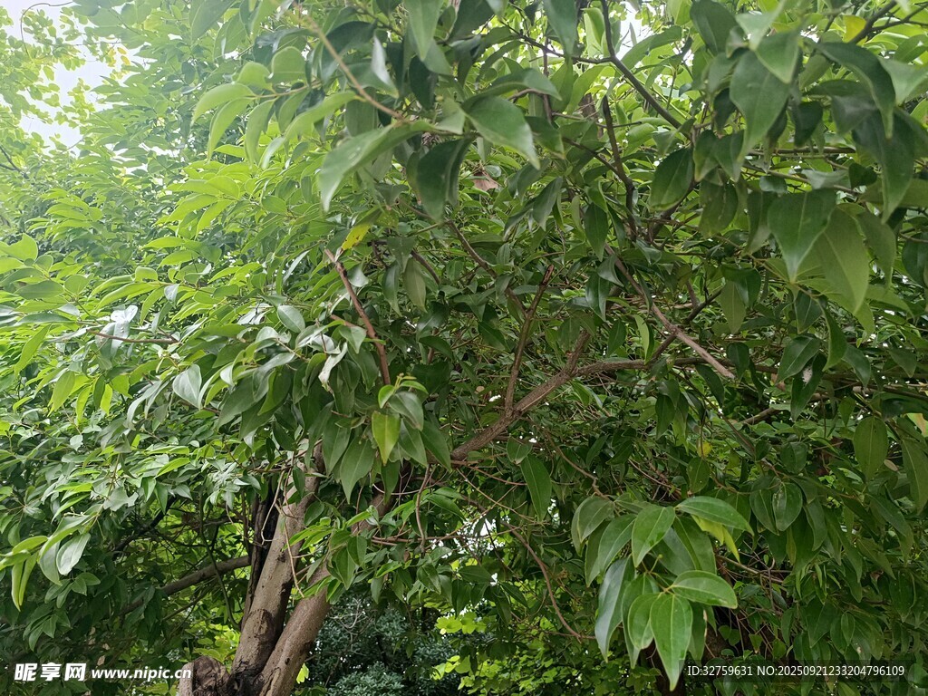 繁茂绿树