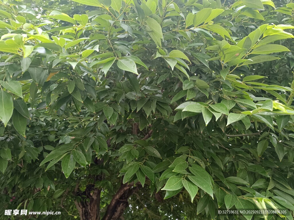 繁茂绿叶的生机景象