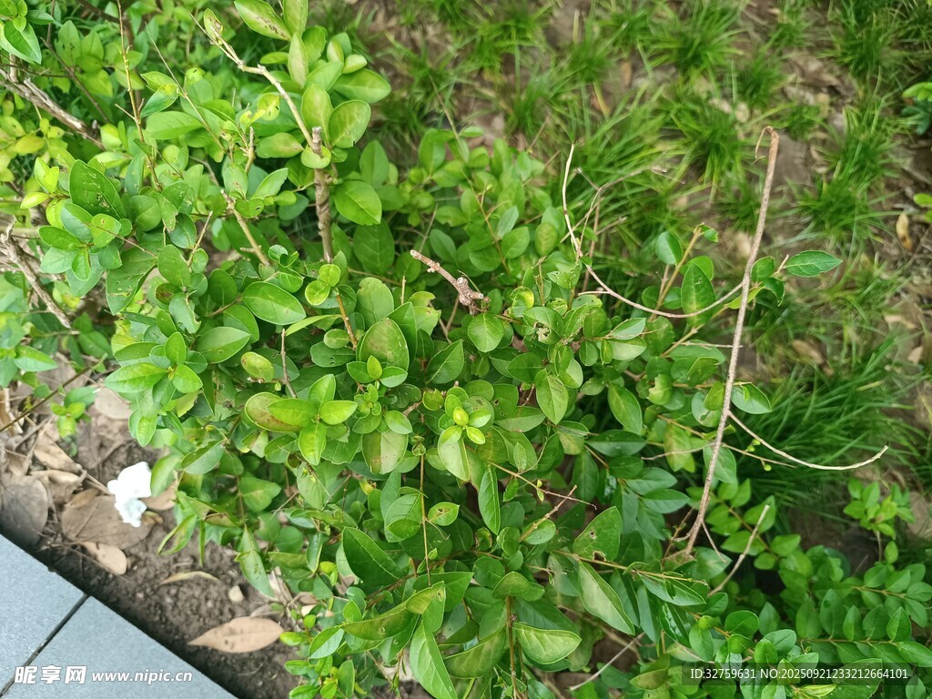 繁茂绿植景观